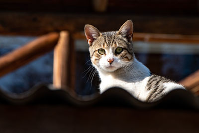 Cat on the roof