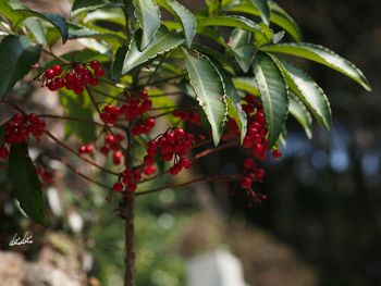 Close-up of red berries growing on tree