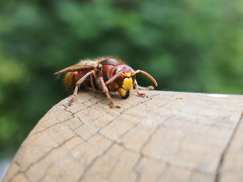 Close-up of insect on wood