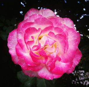 Close-up of pink rose