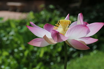 Close-up of pink flowers