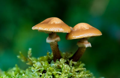 Close-up of mushroom growing outdoors