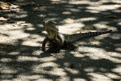 Ein lizard sitzt im licht und schatten 