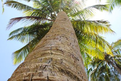 Low angle view of palm tree against sky