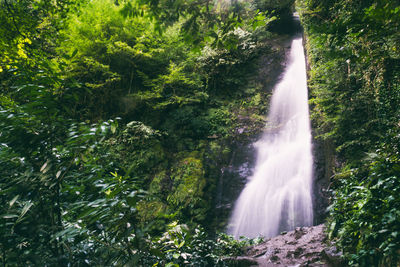 Sunlight streaming through trees in forest