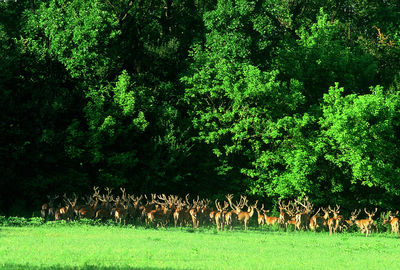 View of sheep grazing on field