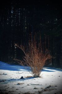 Scenic view of snow covered forest