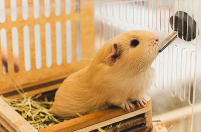 Portrait of brown guinea pig drinking a cage.