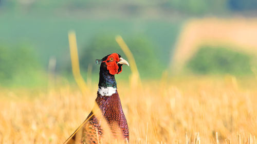 Close-up of a bird on a field