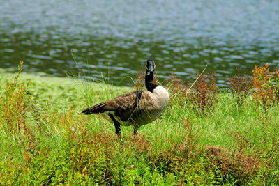 Canada goose on grassy lakeshore