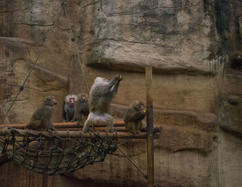 Monkey on stone wall