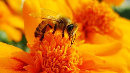 Bee on the flower