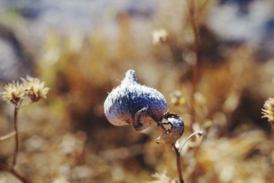 Close-up of a seed pod