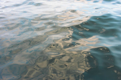 Full frame shot of jellyfish swimming in water