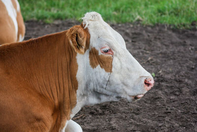 Close-up of cow on field