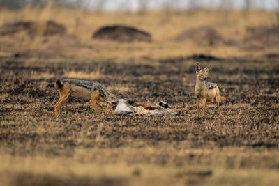 Lioness walking on field