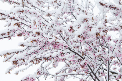 Close-up of cherry blossom tree