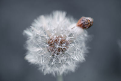 Close-up of insect on flower