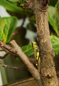 Close-up of insect on tree trunk