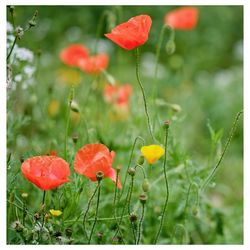 Close-up of red poppy flowers growing in field