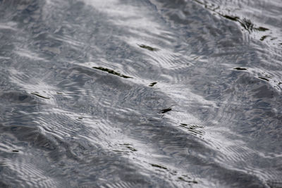 High angle view of insects on a lake