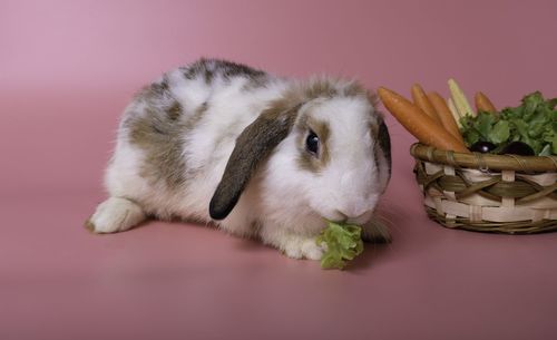 Close-up of a rabbit