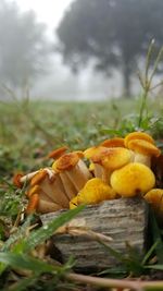 Close-up of mushrooms on plant