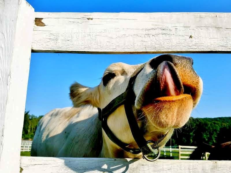 CLOSE-UP OF HORSE IN PEN