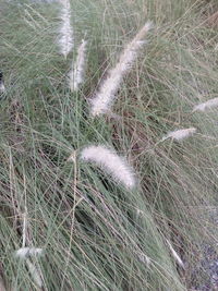 High angle view of feather on field