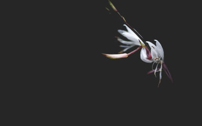 Close-up of flower over black background