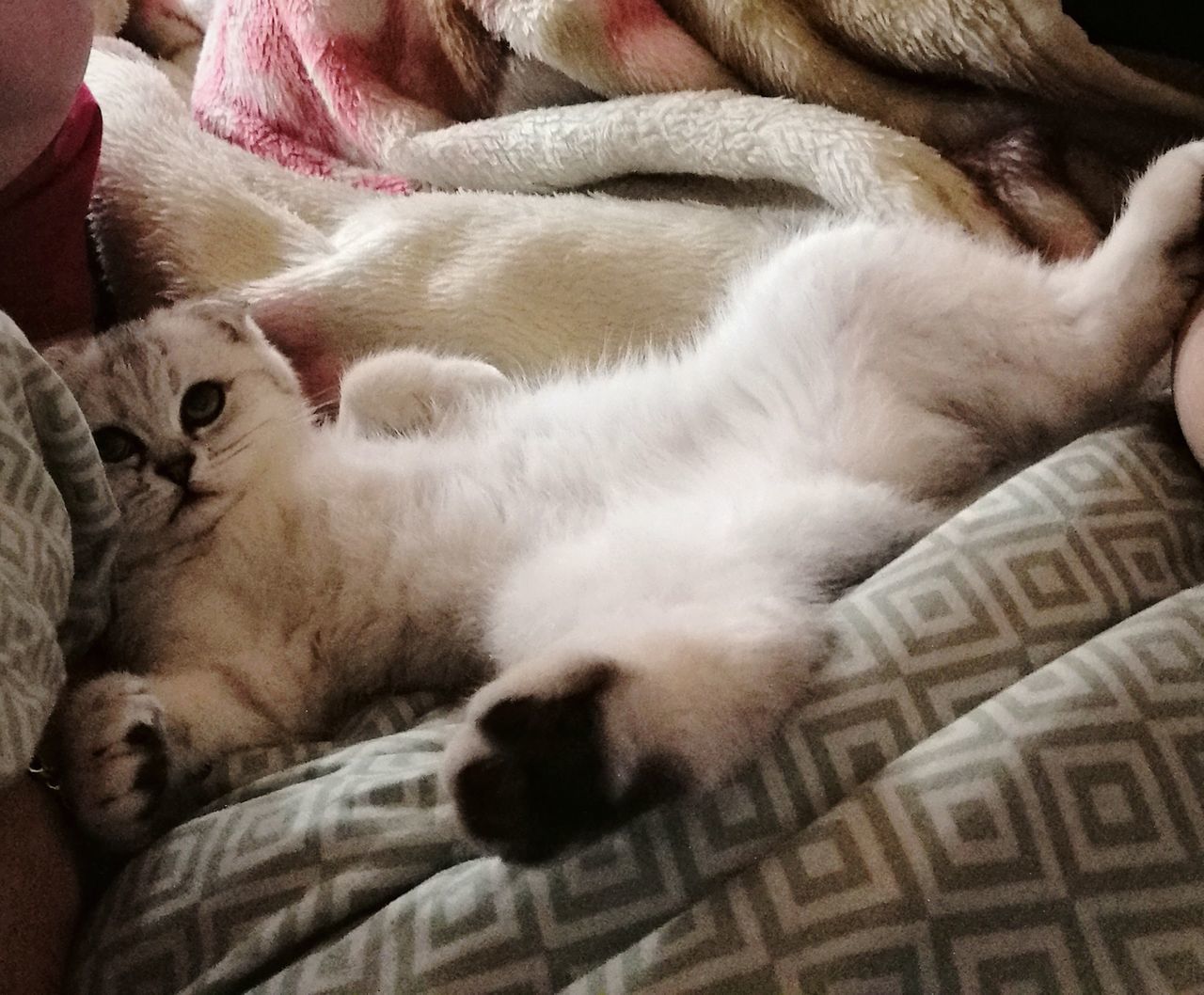 VIEW OF CAT SLEEPING ON BED