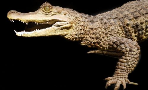 Close-up of snake against black background