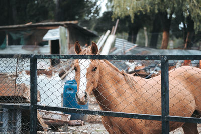 View of two horses and fence