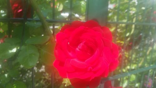 Close-up of pink rose