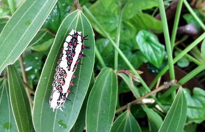 Close-up of butterfly on plant