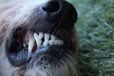 Close-up of dog teeth