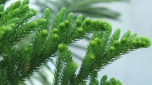 Close-up of pine tree leaves