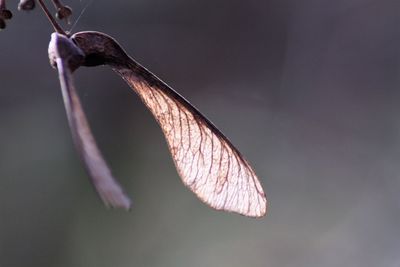 Close-up of wilted flower