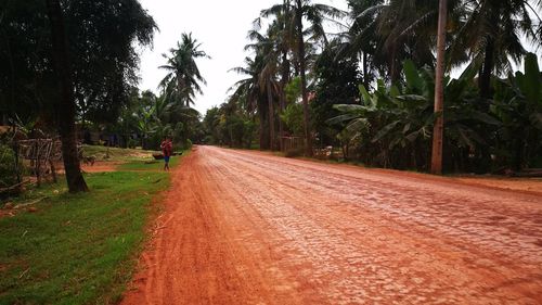 Dirt road amidst trees