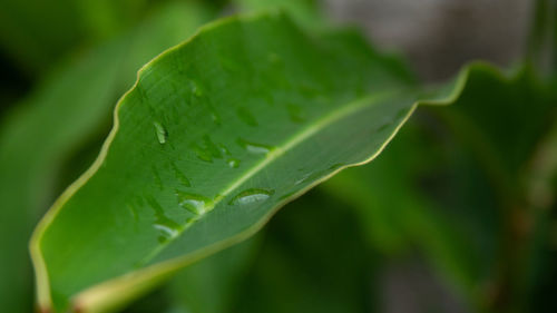 Close-up of wet leaf