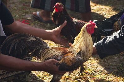 Cockfighting match in payangan, ubud, bali, indonesia.