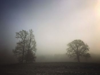 Bare tree on landscape against sky