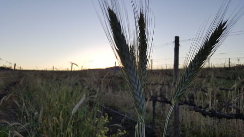 Close-up of plants on field against sky at dusk