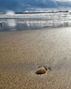 Surface level of shell on beach