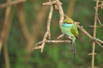 Close-up of bird perching on branch