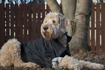 Golden doodle dog wearing  jacket in fall