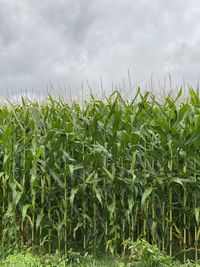 Crops growing on field against sky