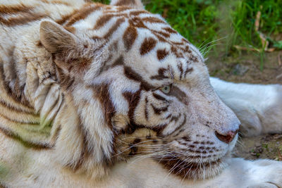 Close-up of a cat