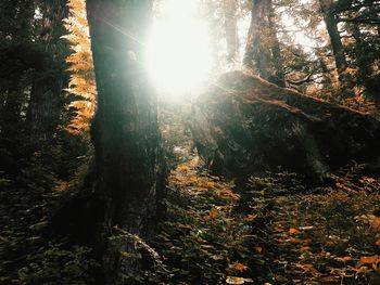 Sun shining through trees in forest