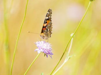 Close-up of butterfly on purple flower